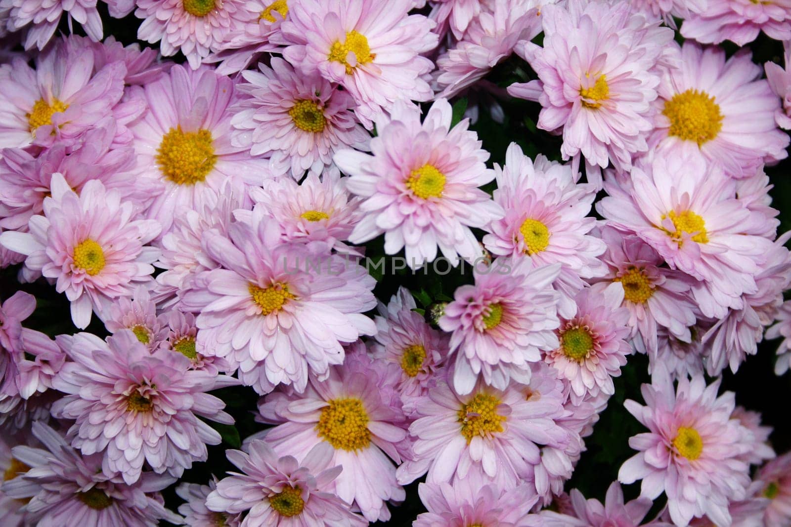 Sea of flowers - violet