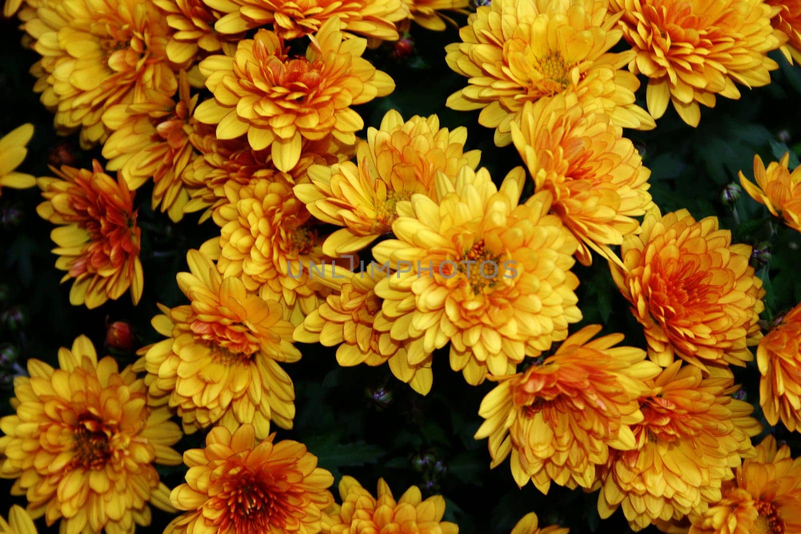 Sea of flowers