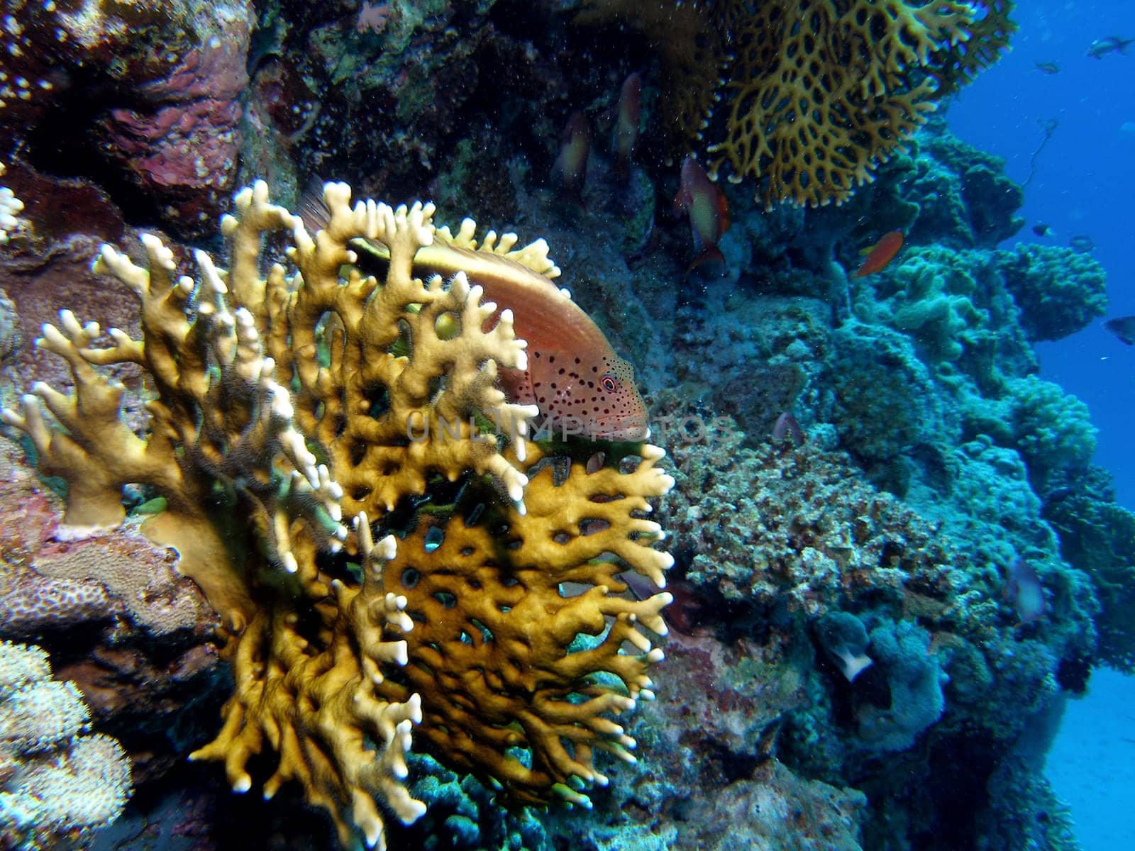 Striped - Coral Guardian