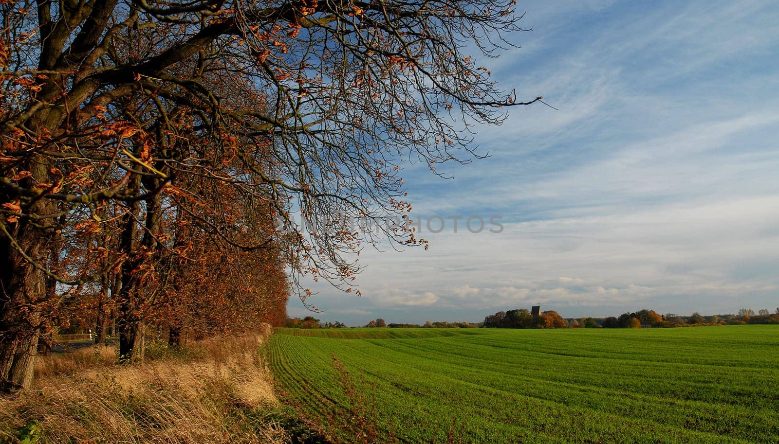 This is what the trees look like here! There's nothing more to it! Maybe someone has a good tip to cut the picture a bit! I don't think it's so optimal yet.....!:-)