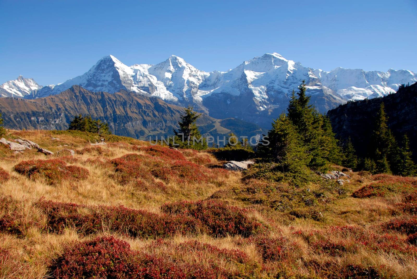 From the Lobhornhütte you probably have the most beautiful view of the Eiger,Mönch and Jungfrau. By popular demand,I would like to mention the alpine rose perennials in the foreground. Among the typical species of the alpine flora are,above all,alpine rose,gentian,al