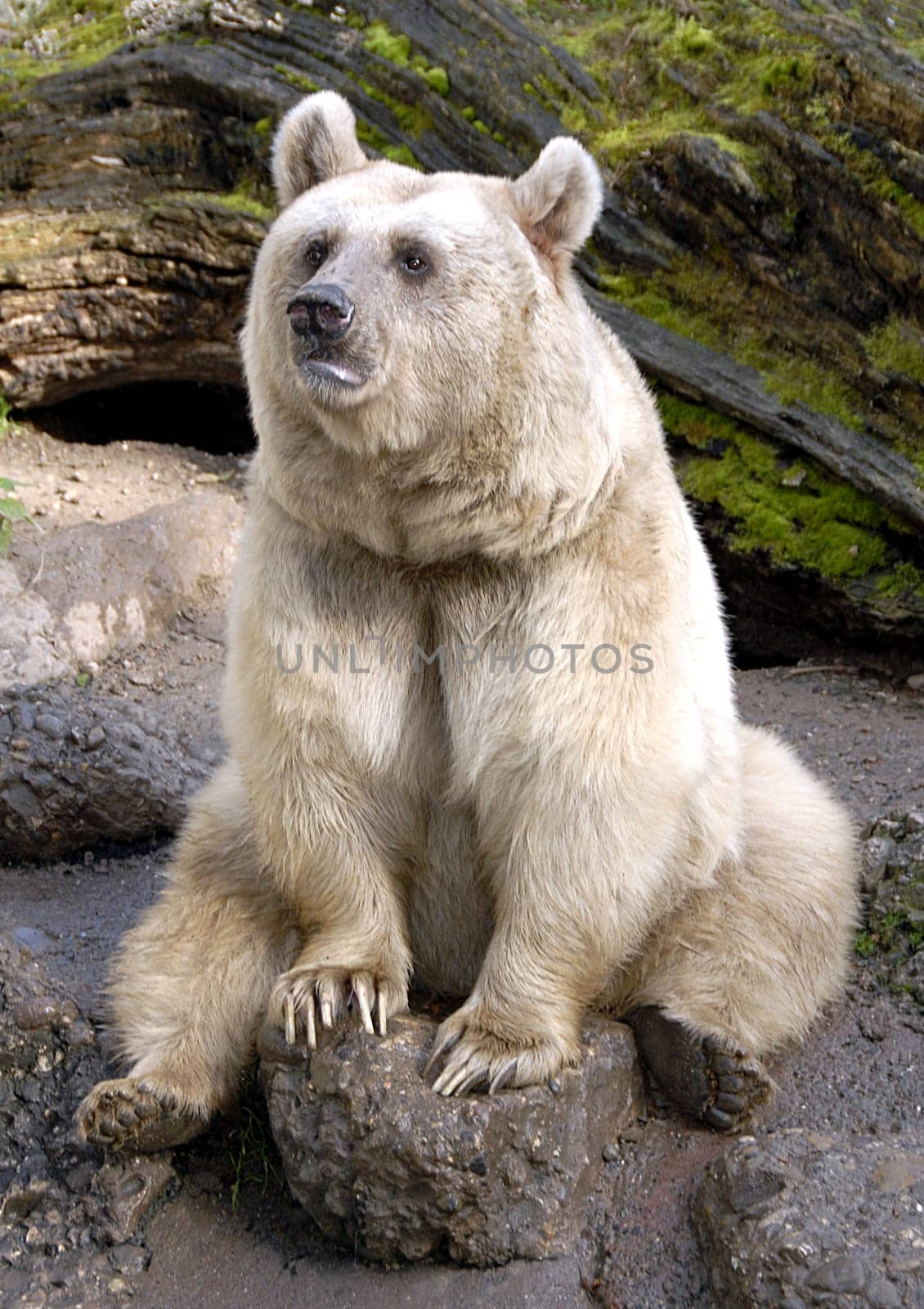 Although the brown bears are among the predators according to the systematics,they are actually typical omnivores. Similar to us humans,bears also have a wide range of food. From grasses and fruits to nuts and carrion,they disdain k