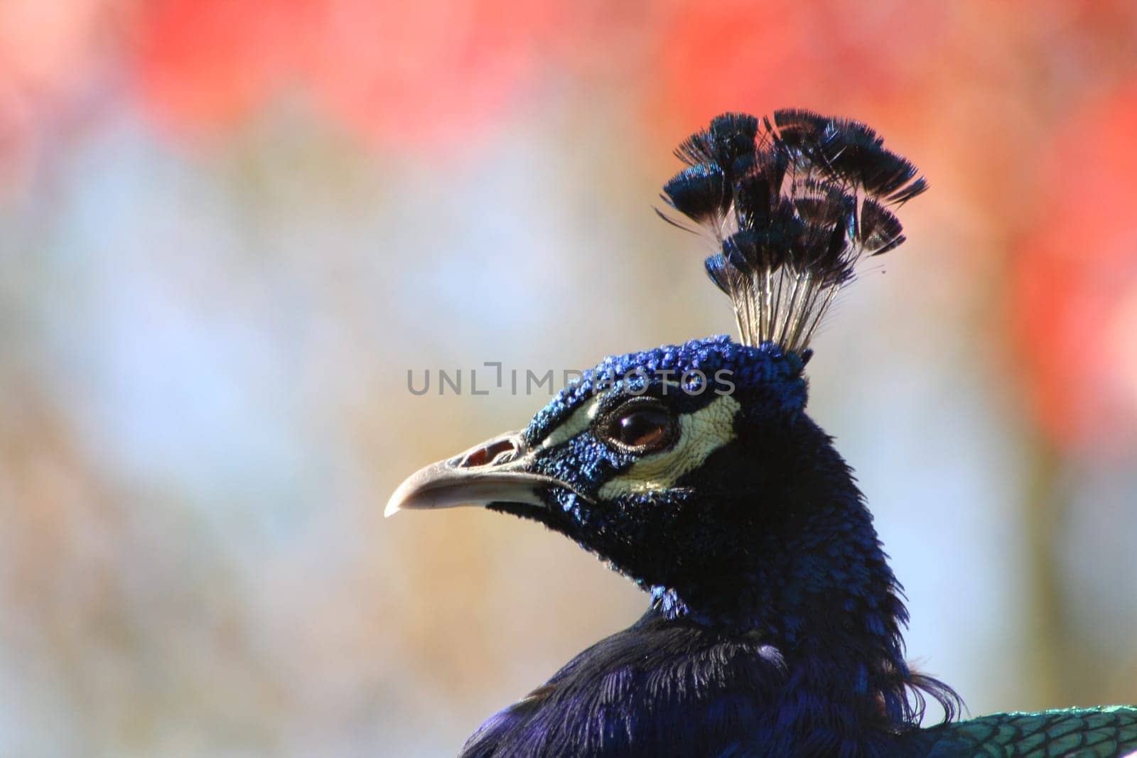 proud bird