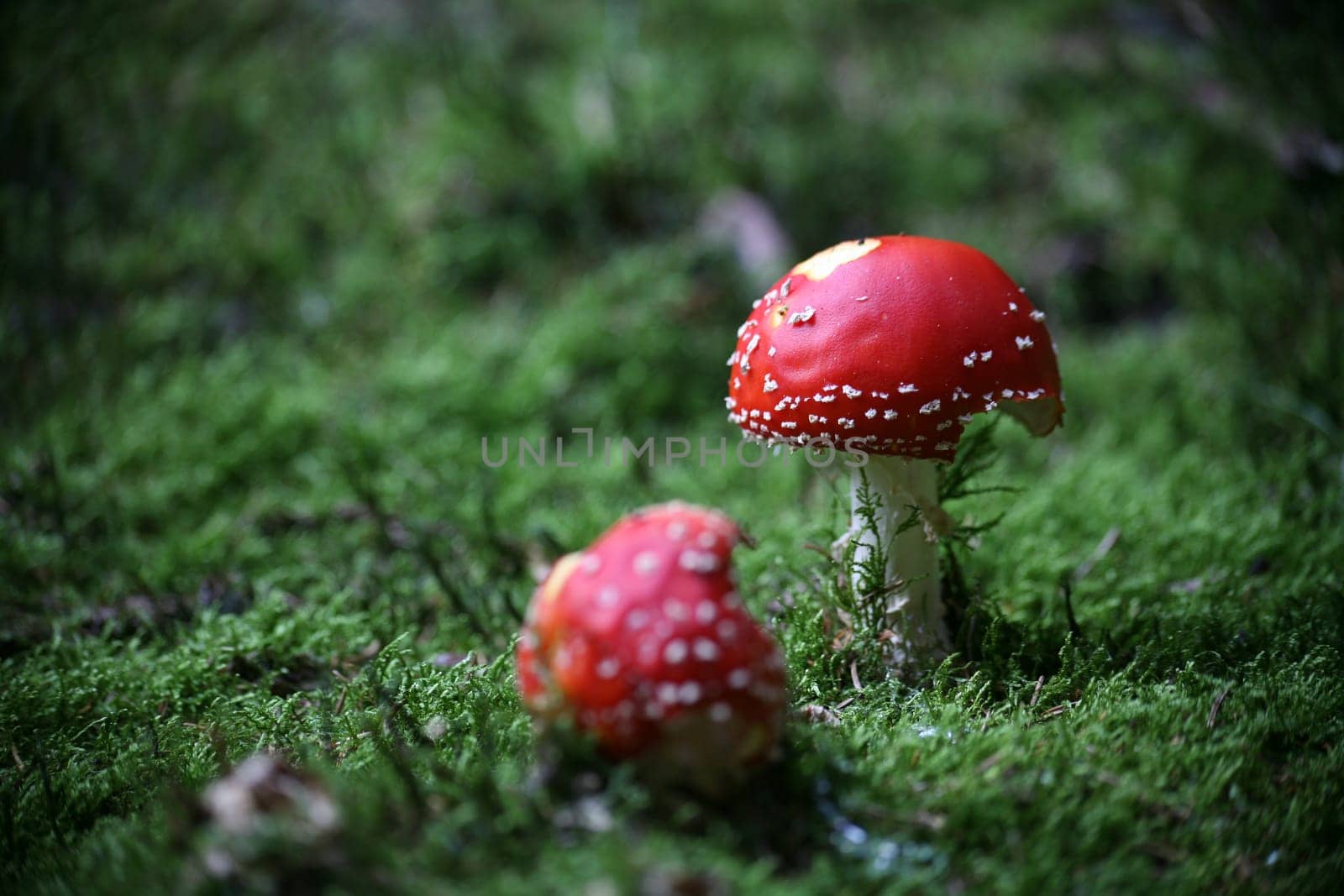 Fly agaric