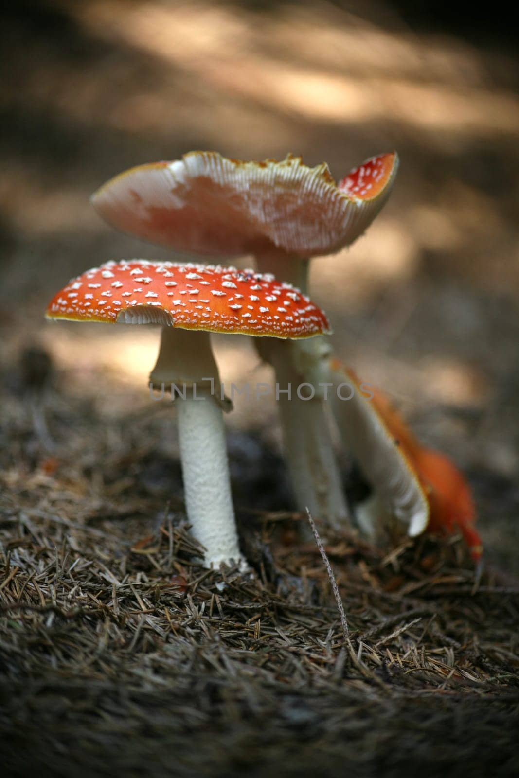 Fly agaric