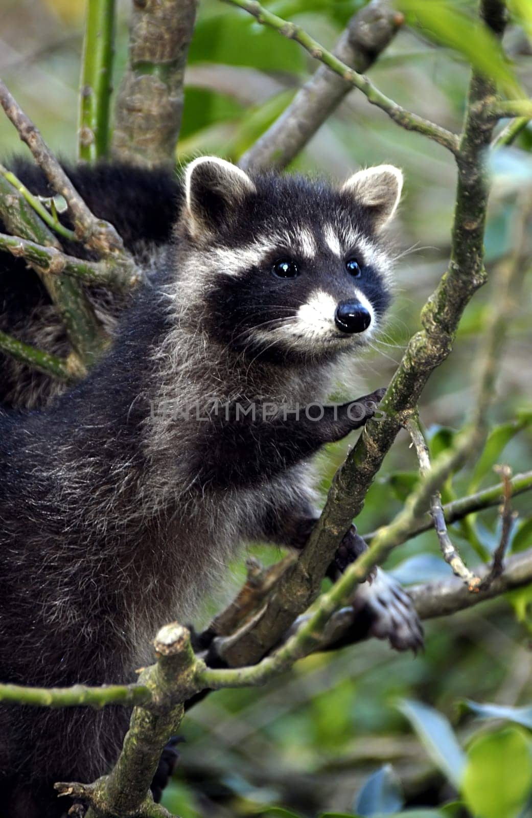 The raccoon belongs to the family of small bears and is thus more closely related to the marten than to the real bears. Raccoons are crepuscular and nocturnal. During the day,they often rest. The raccoons live solitary,but do not defend their territory.