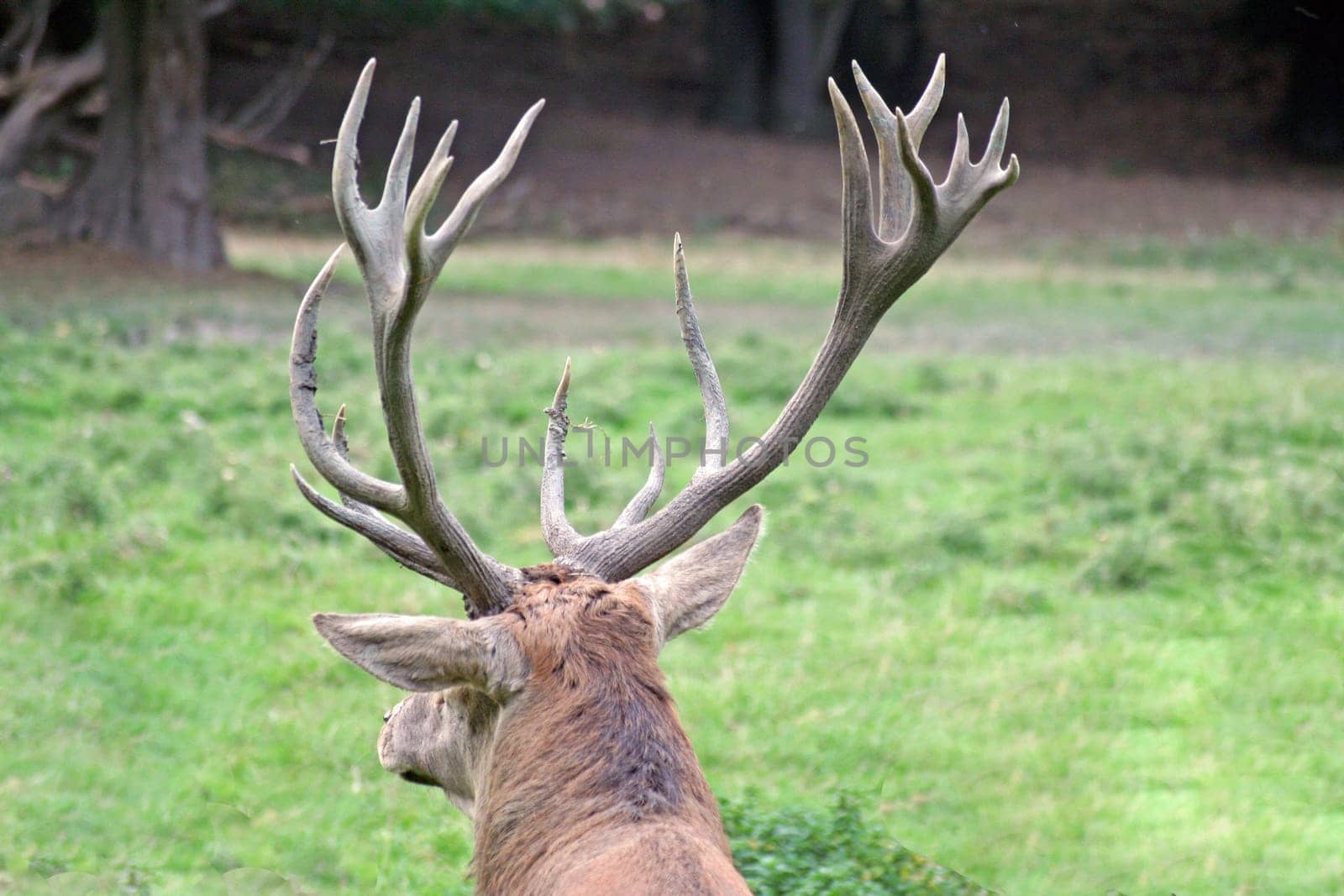 Red deer