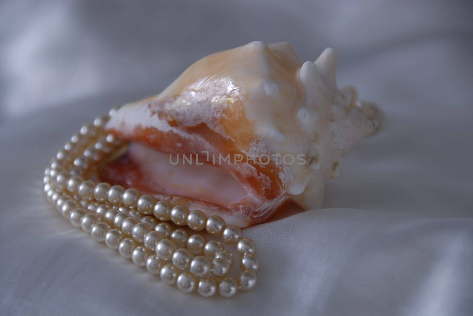 Shell with pearl necklace