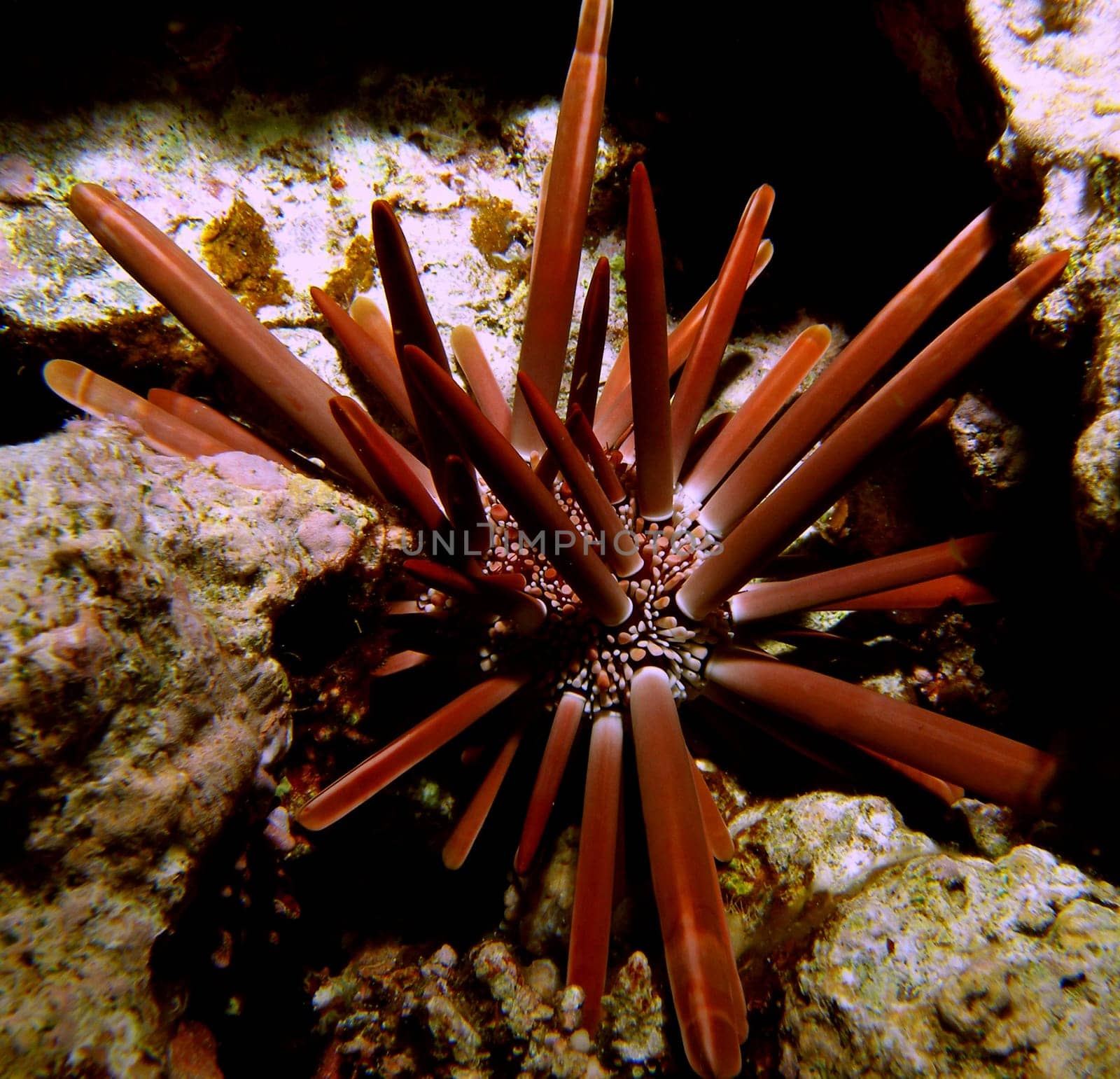 This beautiful stylus - sea urchin,armed with thick spines,always comes out of its hiding place only in the dark.