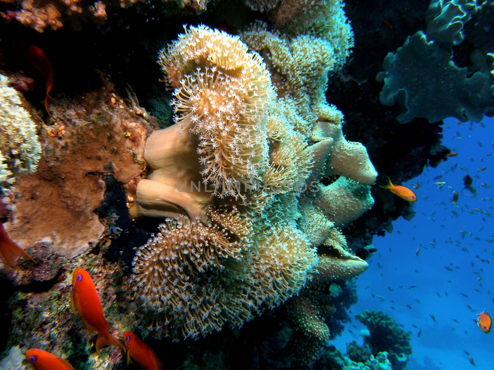 Common mushroom corals