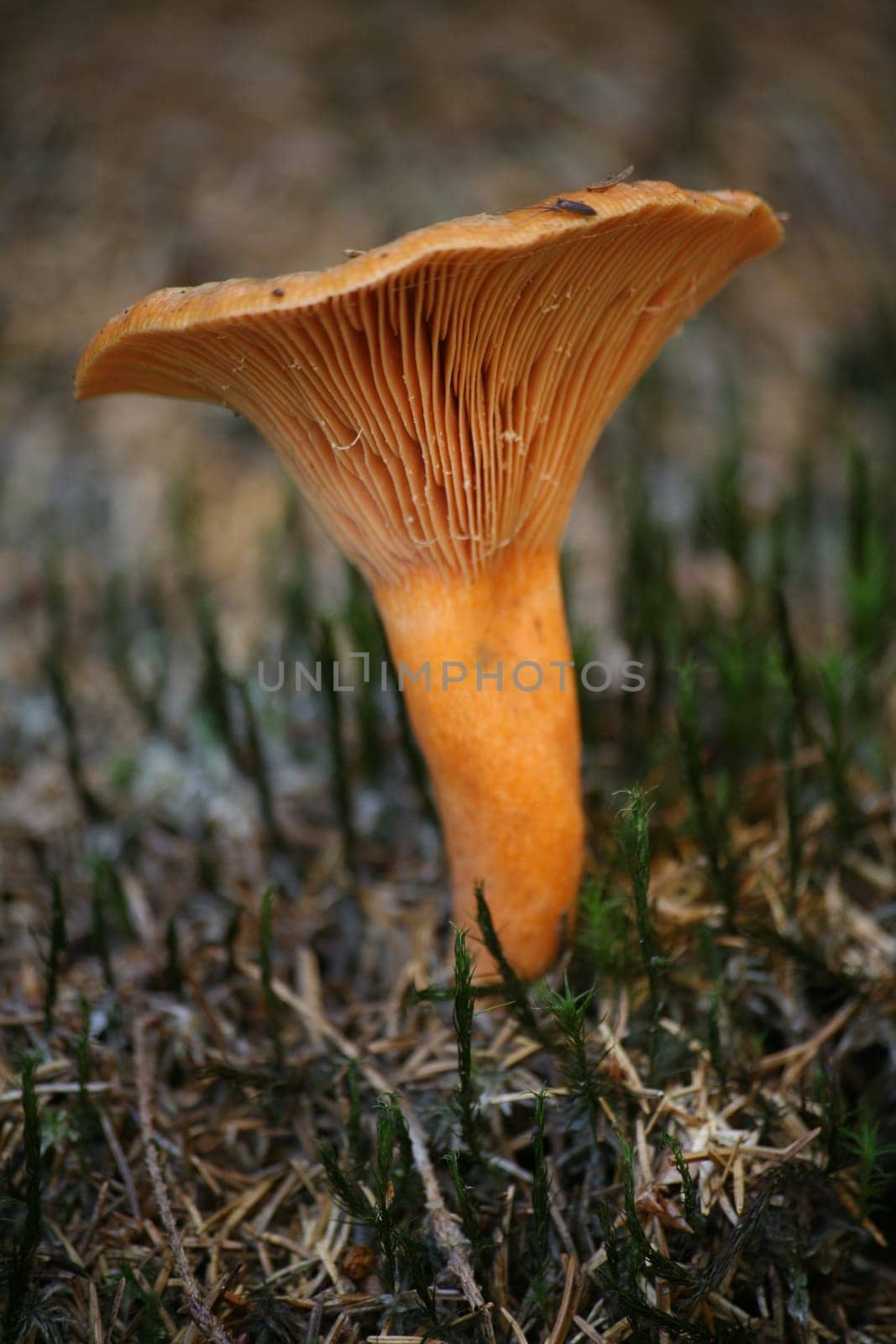 Edible,but not very tasty milkling