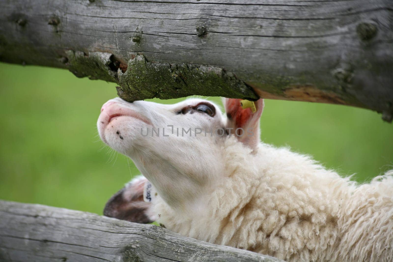 Sheep in a pasture