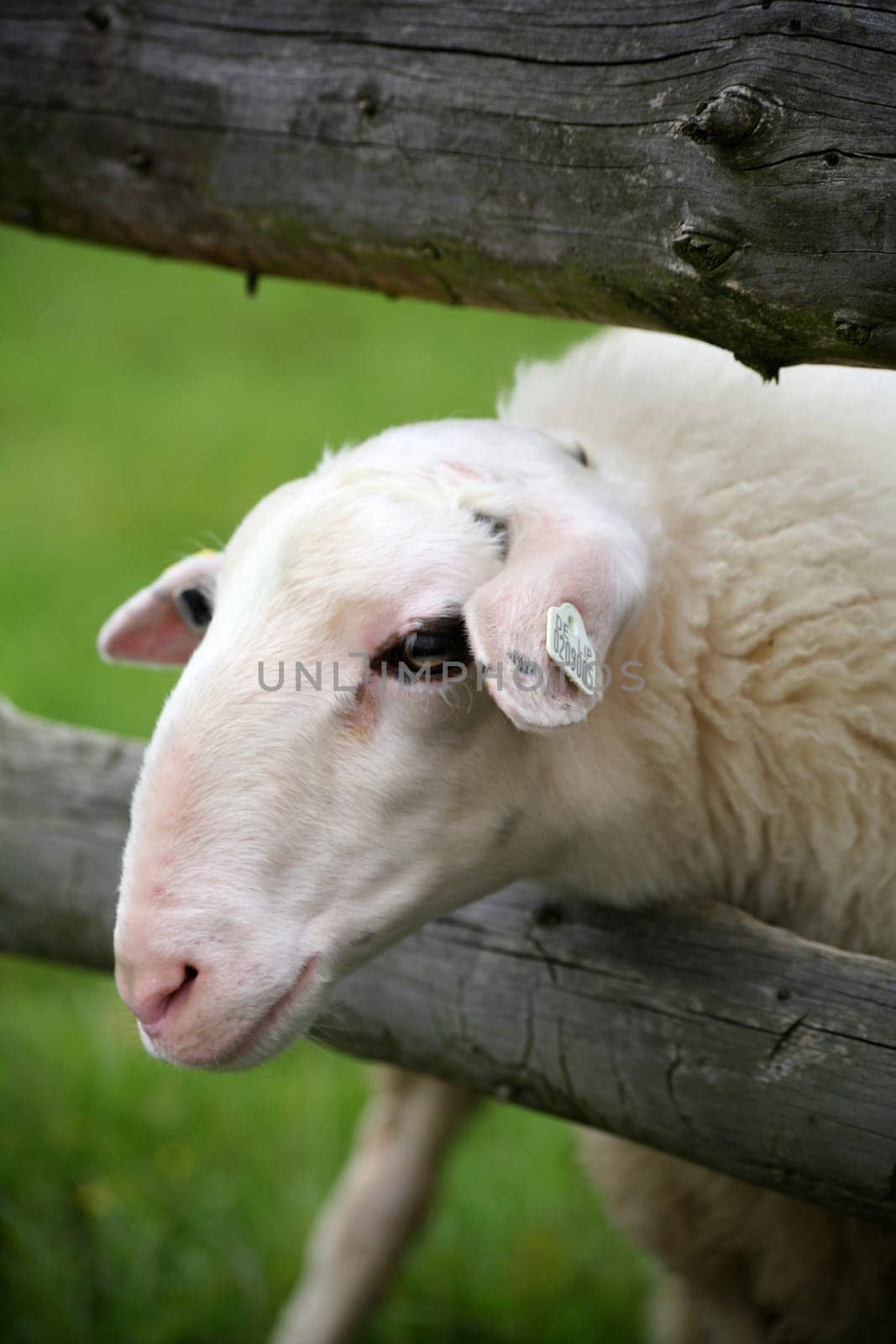 Sheep in a pasture