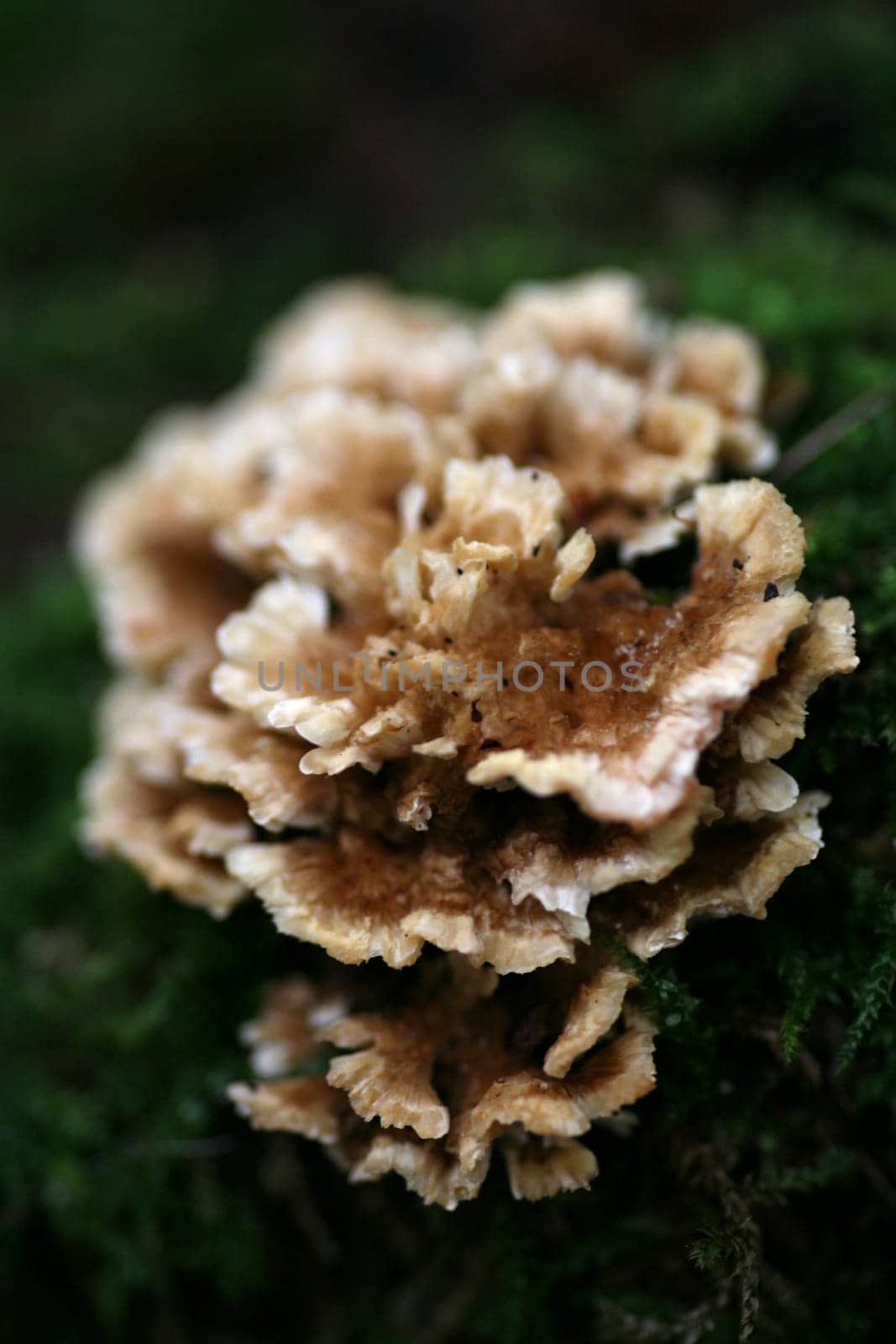 Turkey tail