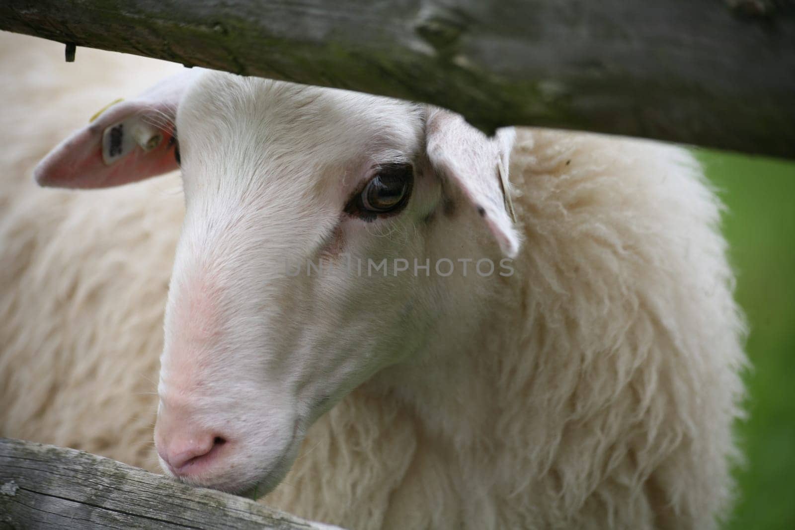 Sheep in a pasture