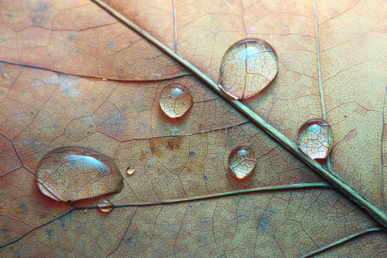 Water veins
