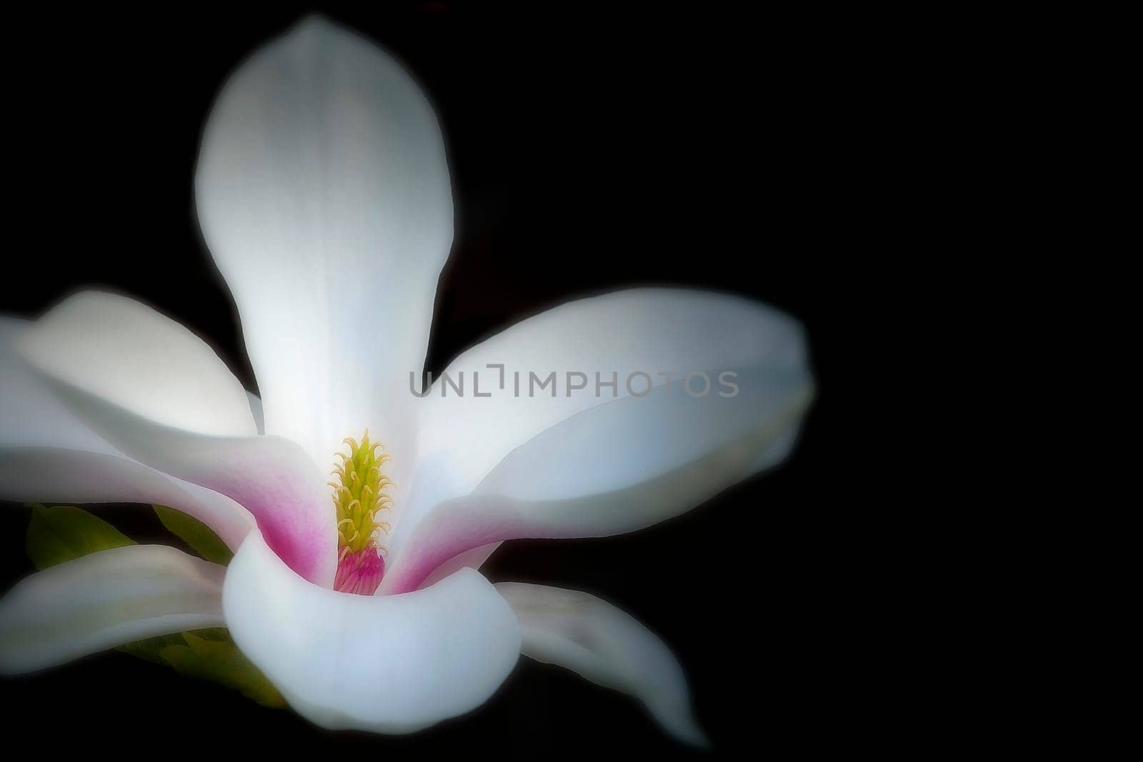 Magnolia