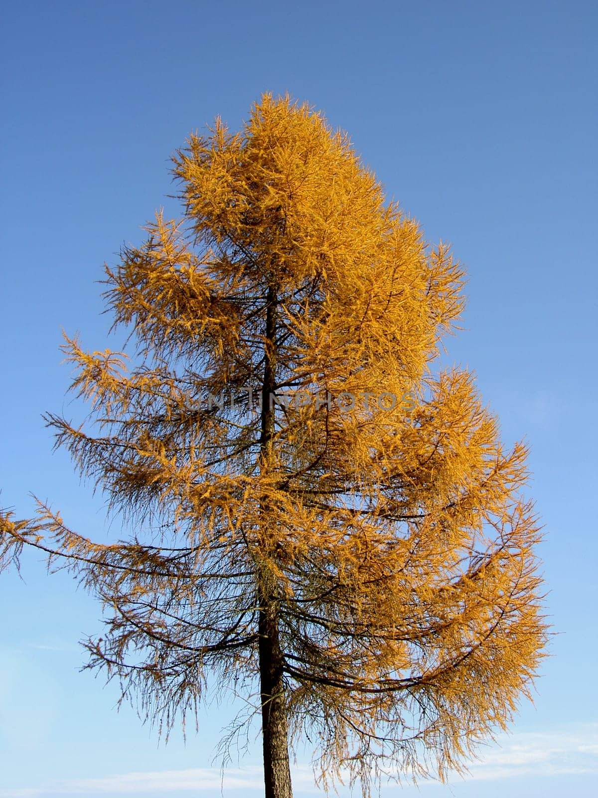 Larch