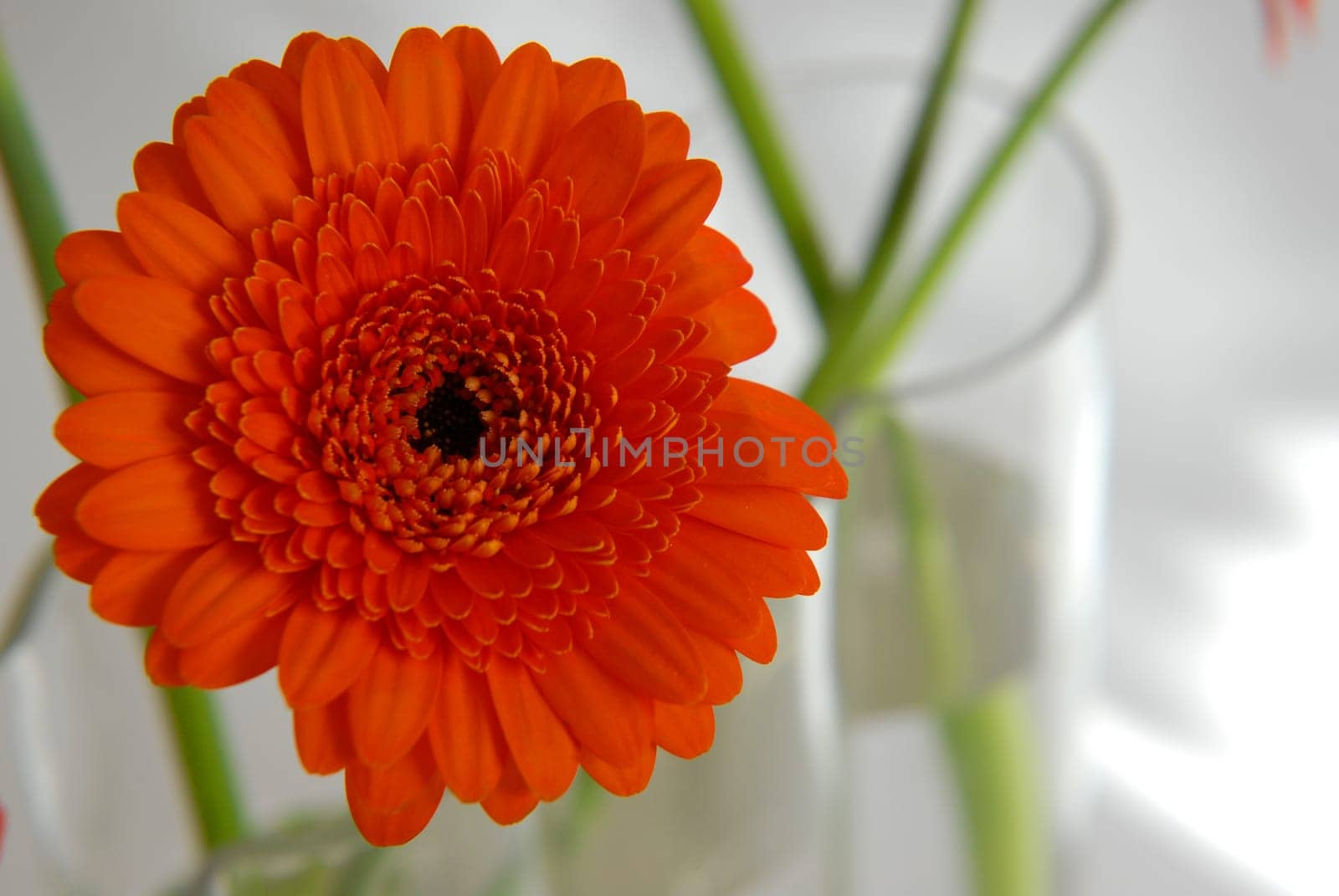 Gerbera in a vase