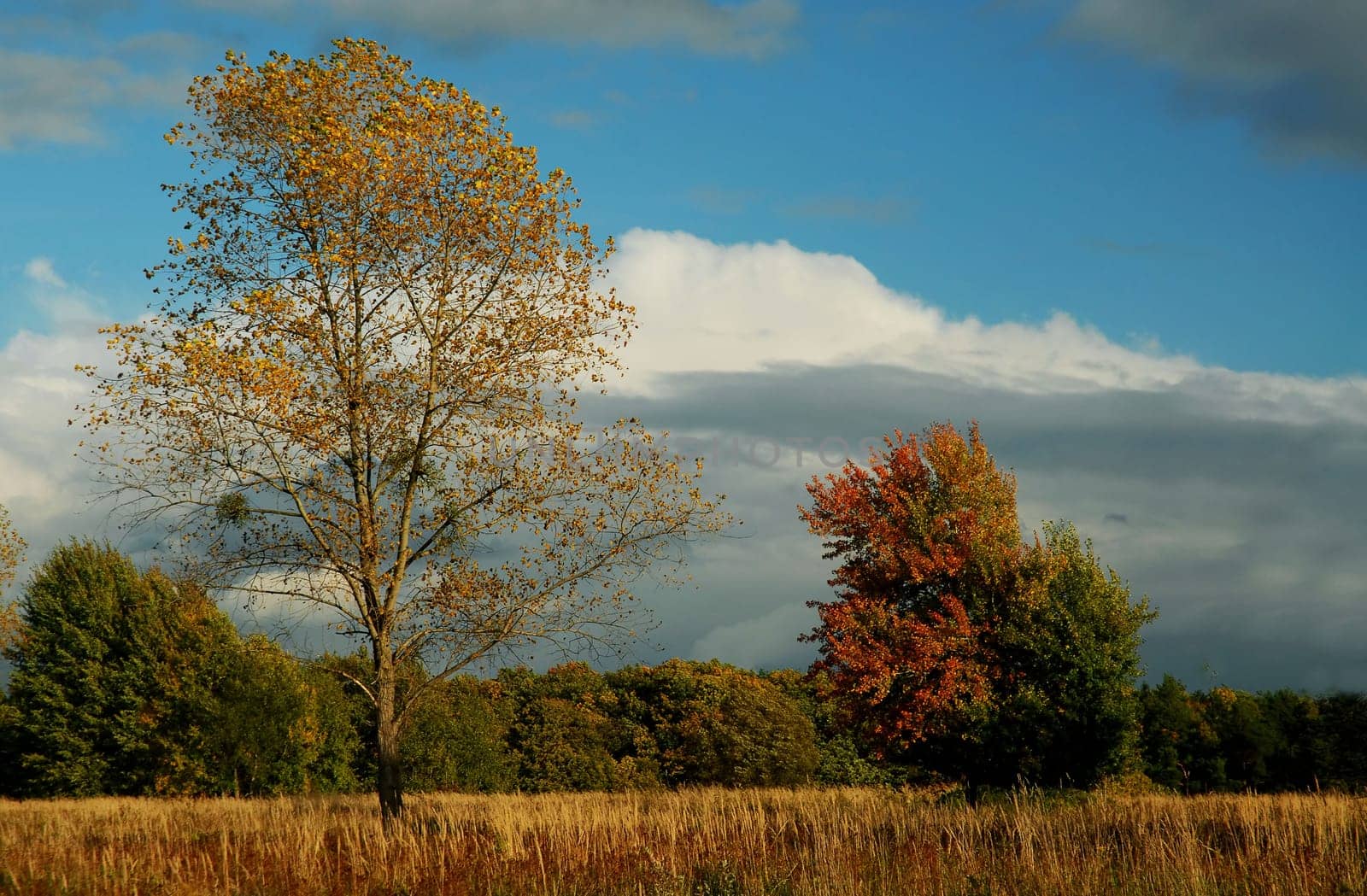 The last foliage