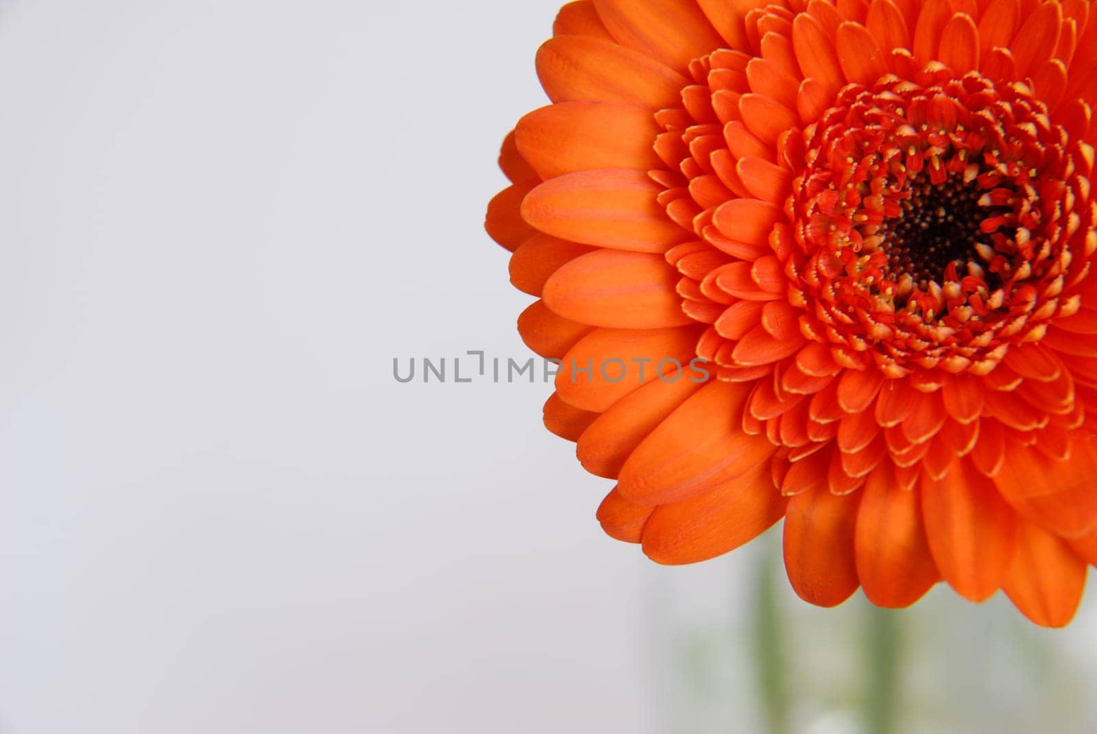 Gerbera
