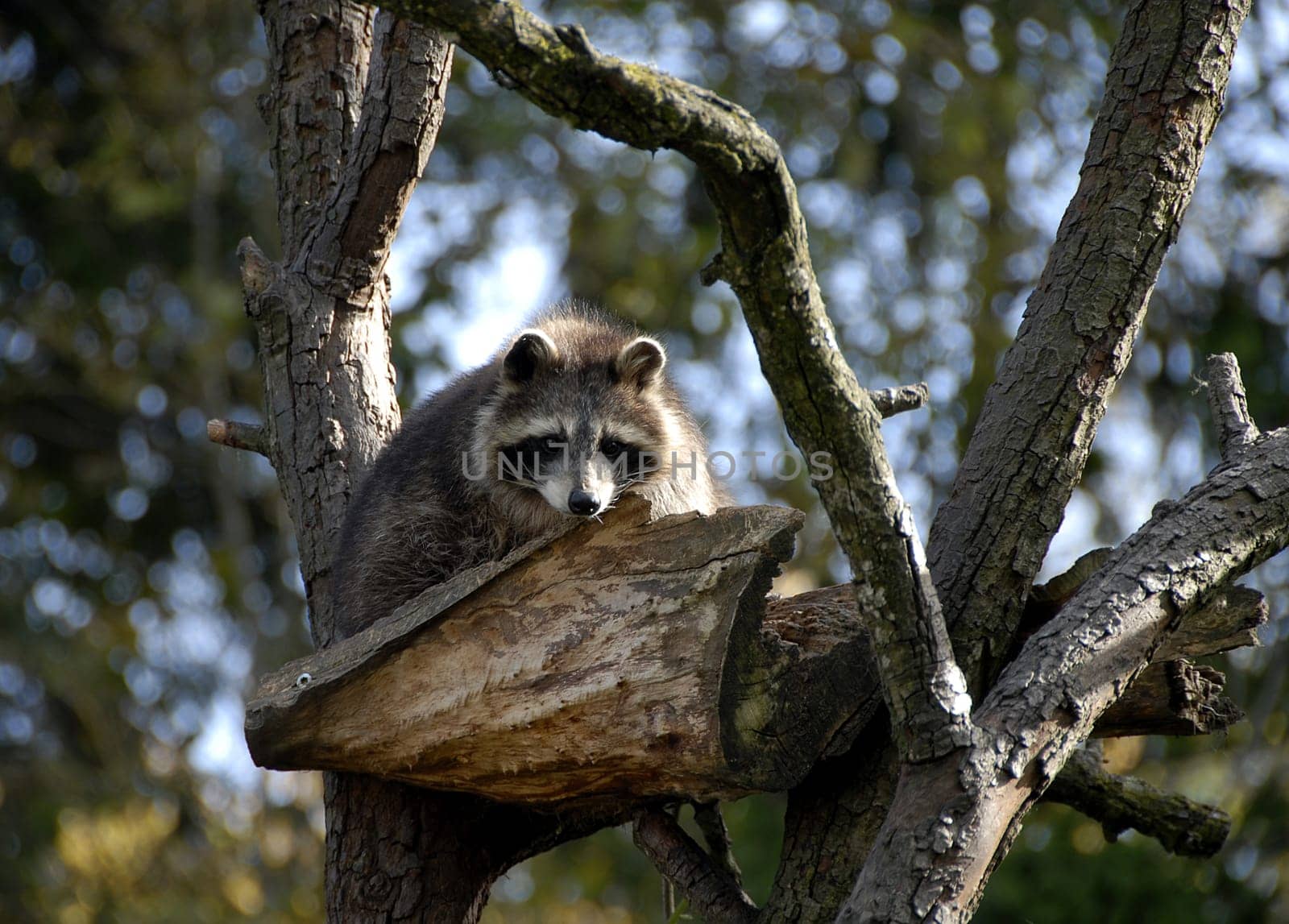 Baby raccoon