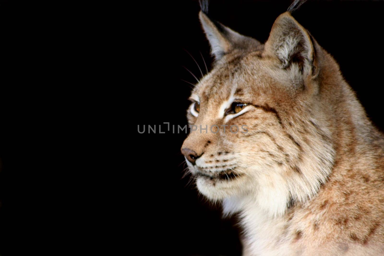 Wildcat
