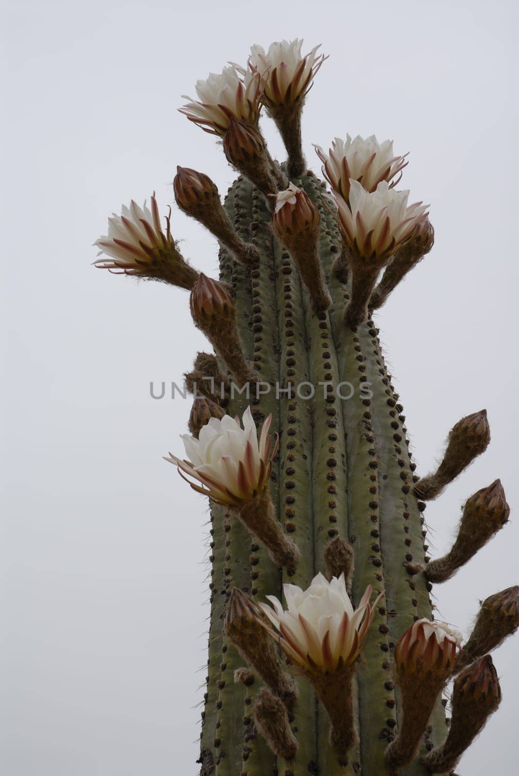 Quite prickly and bloody