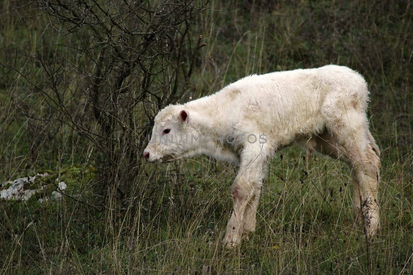 During a walk in the Eifel I happened to see the birth of this calf,I summarized this great experience in a small series.