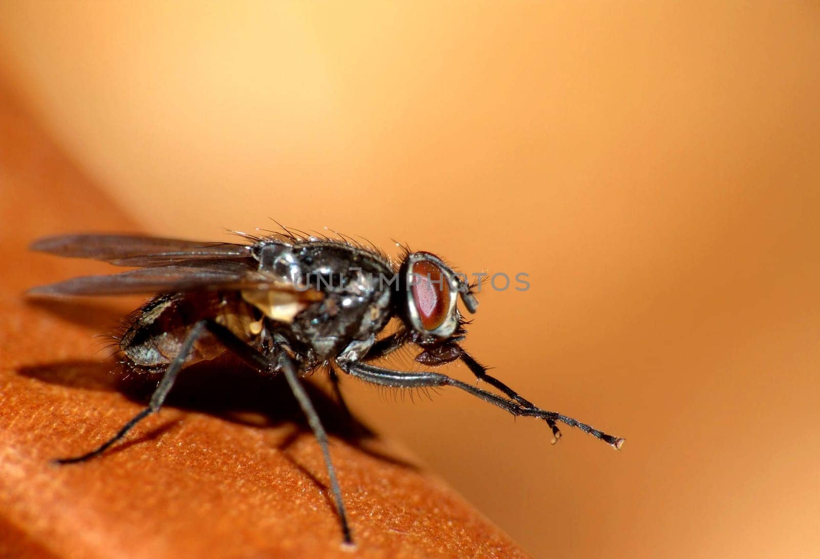 The housefly