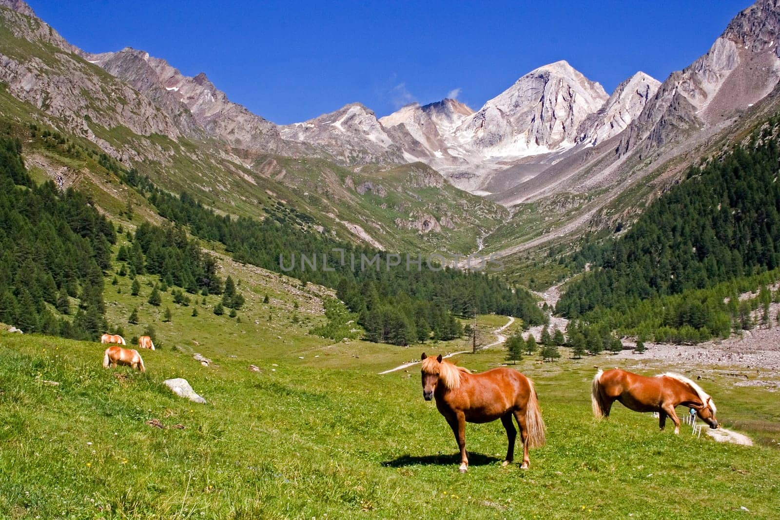 Alpine pasture