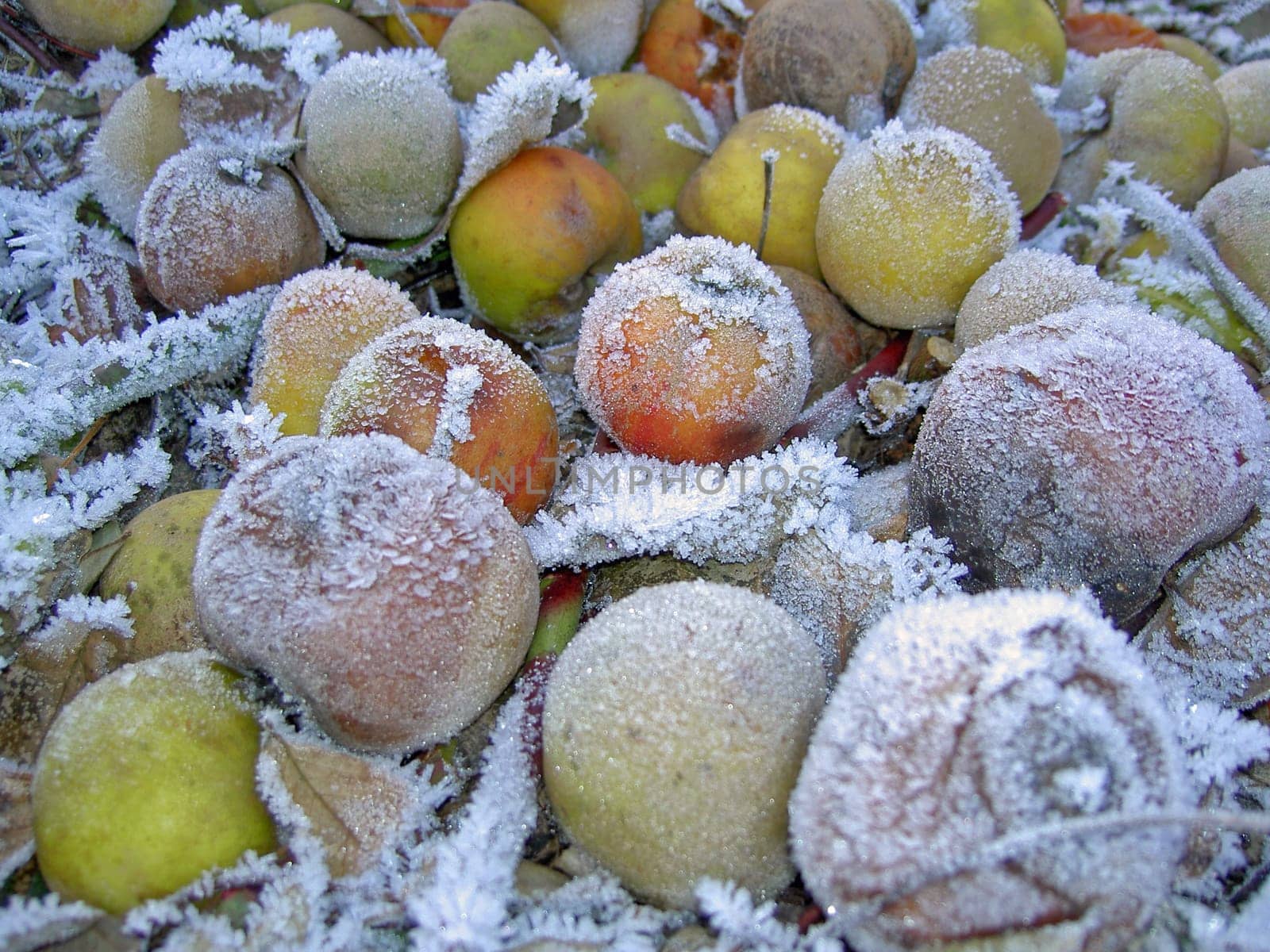 Windfall