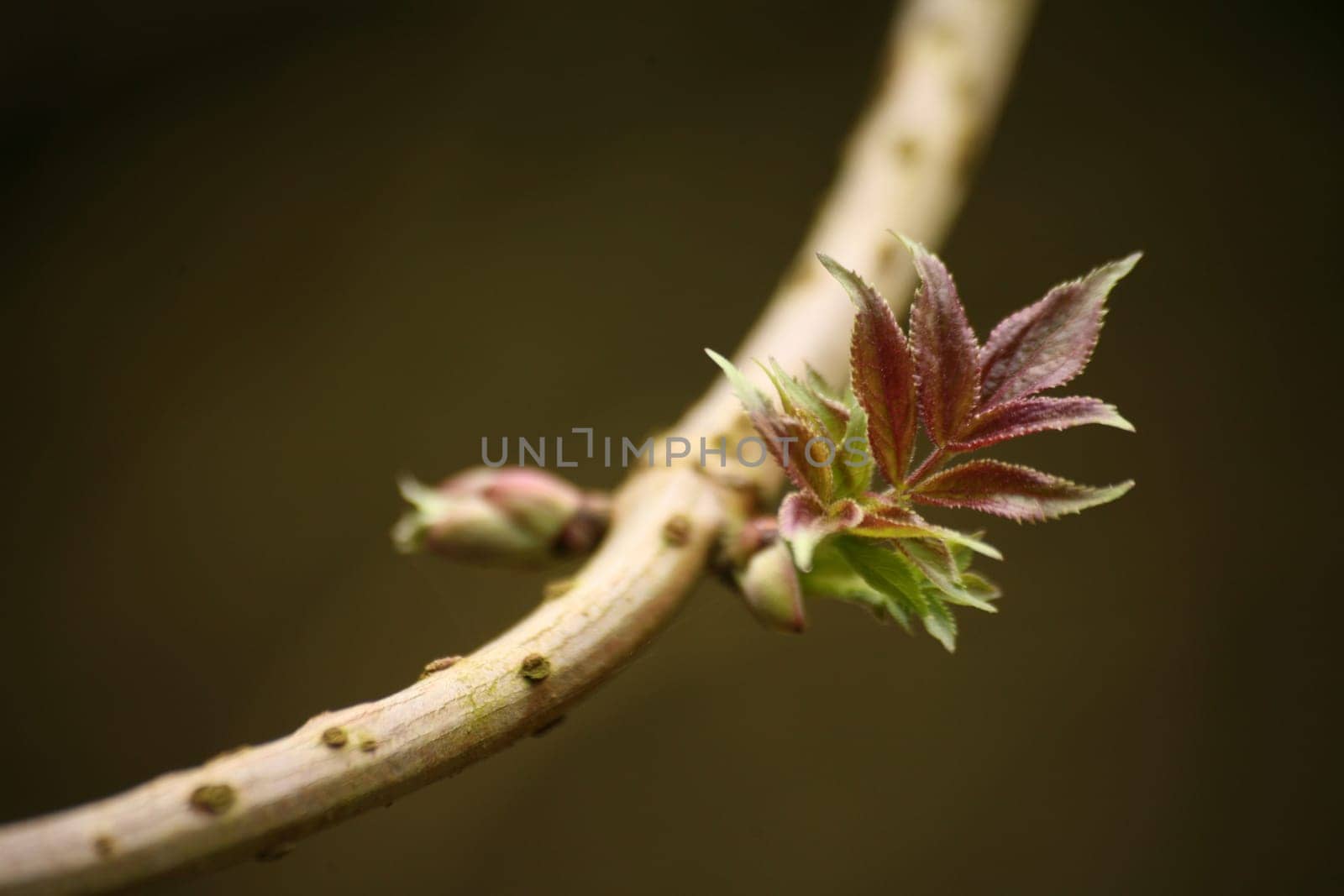 First spring leaves on an elderberry bush
