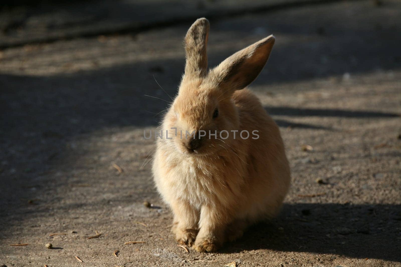 Rabbit