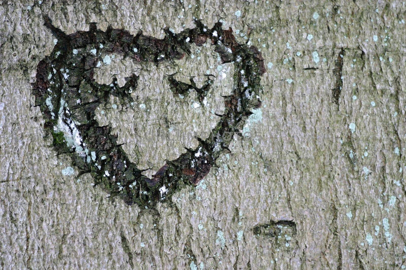 Heart carved into the bark of a tree