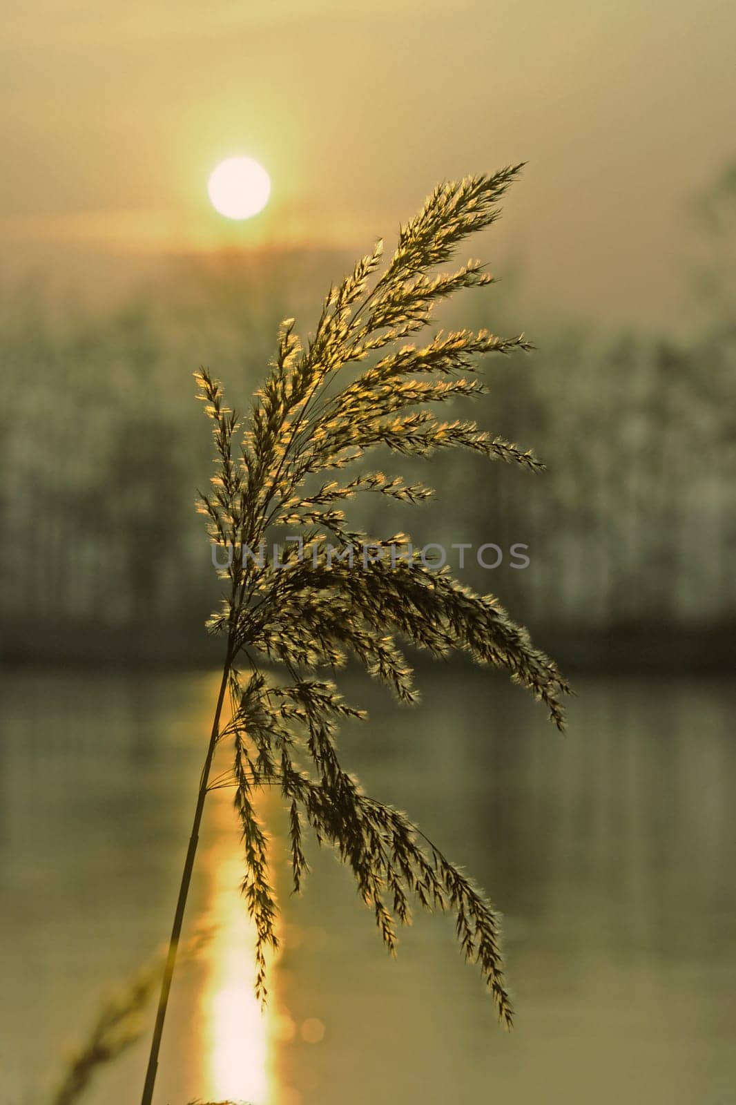 Reeds at sunrise