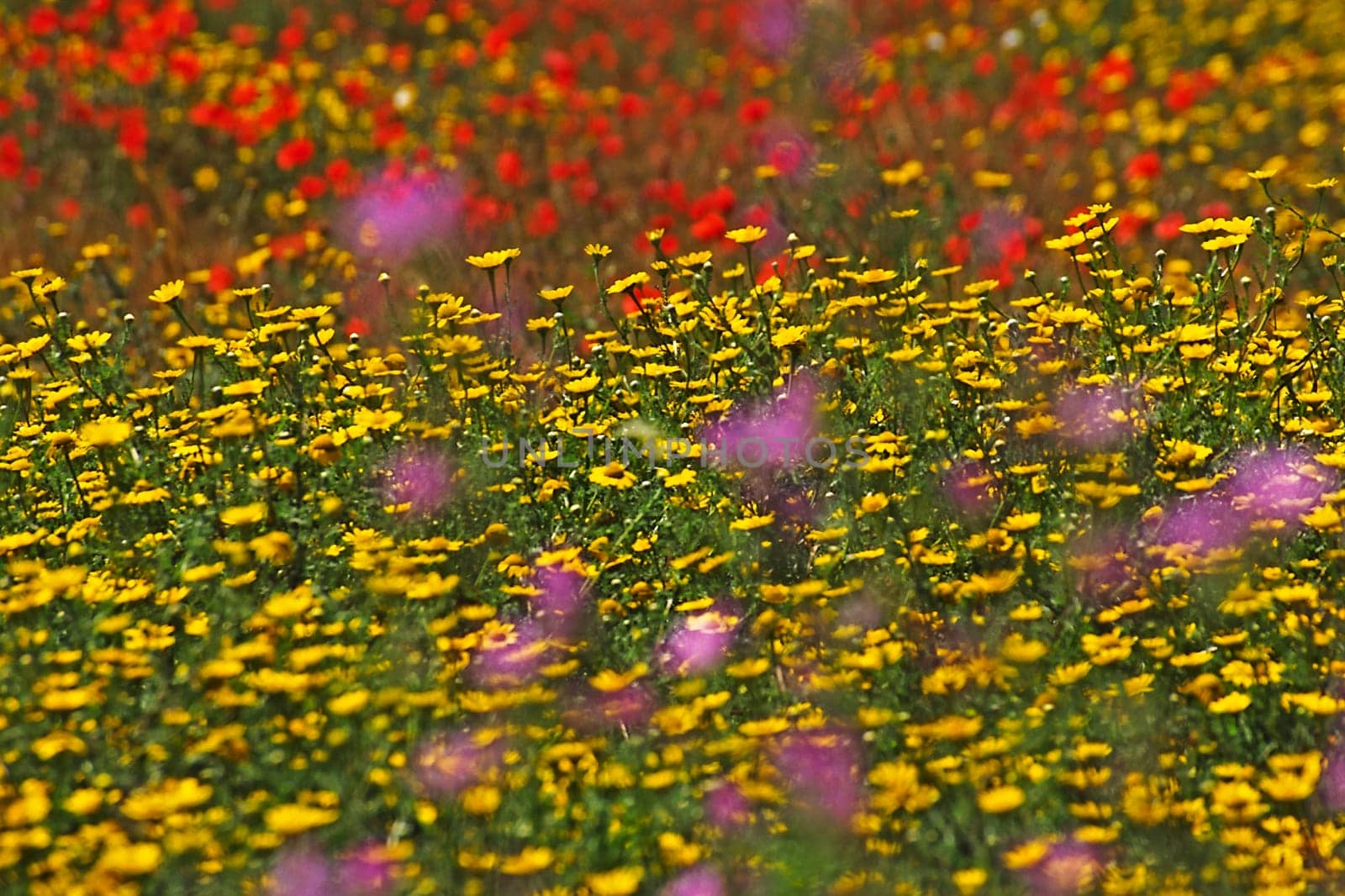 Wildflower meadow with poppy seeds