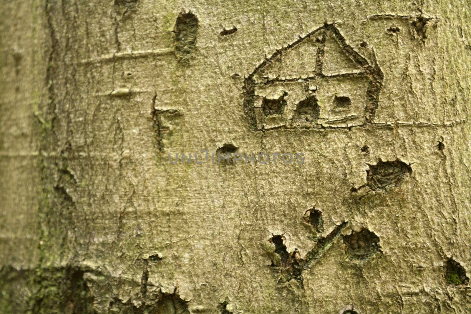treehouse