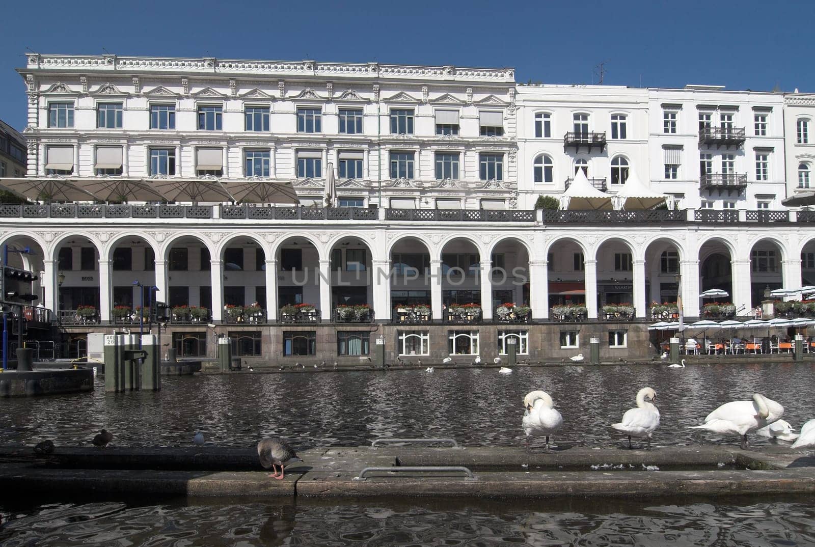 Swans in front of arcades