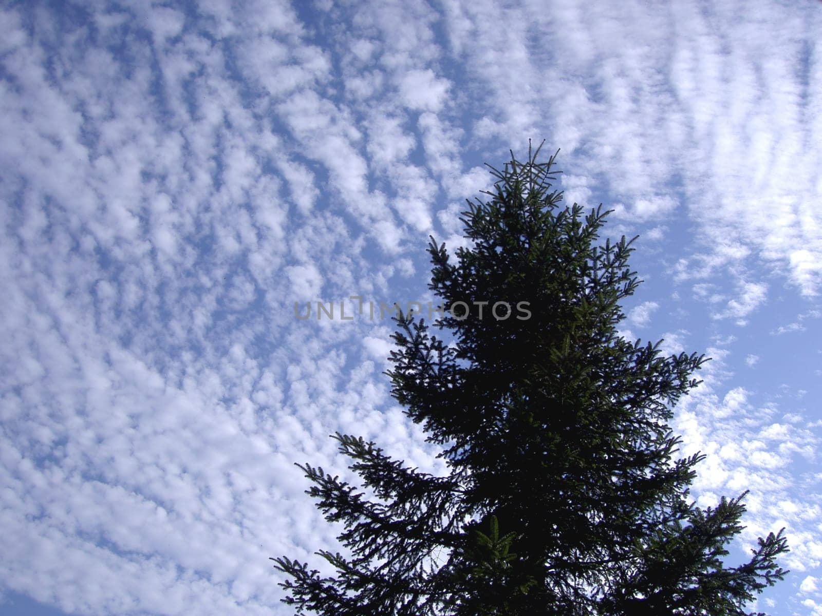 Sheep clouds