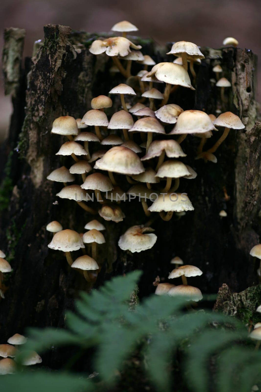 Green-leaved sulfur heads on a tree stump
