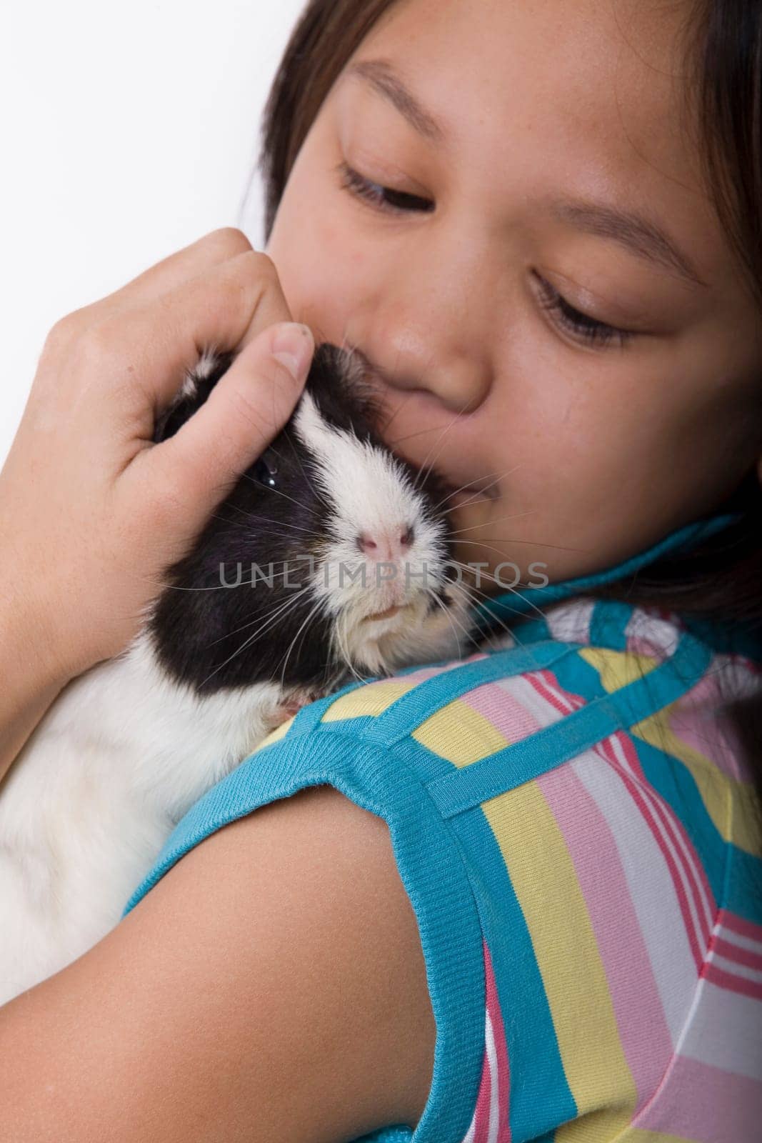 Guinea pig