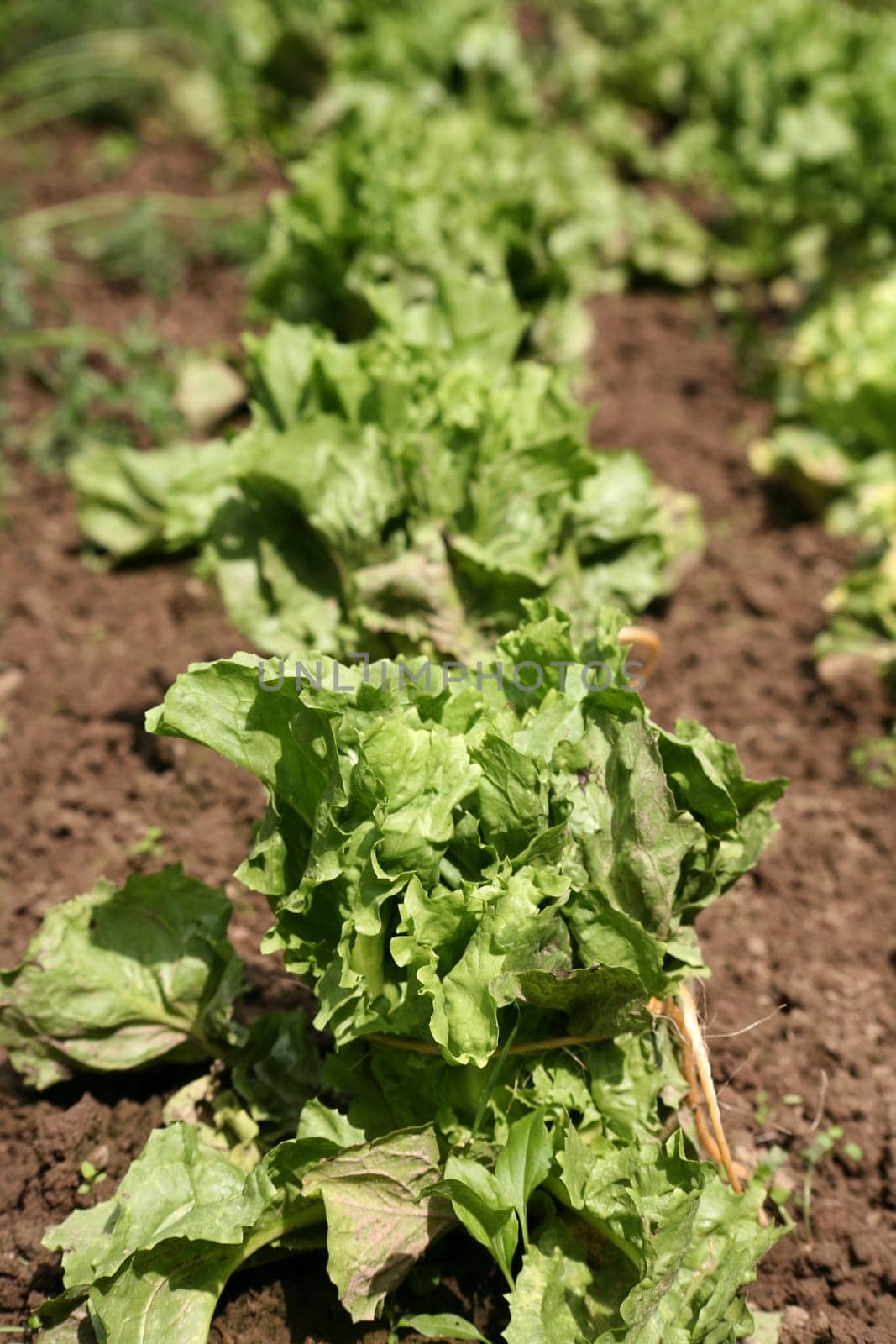 Growing lettuce