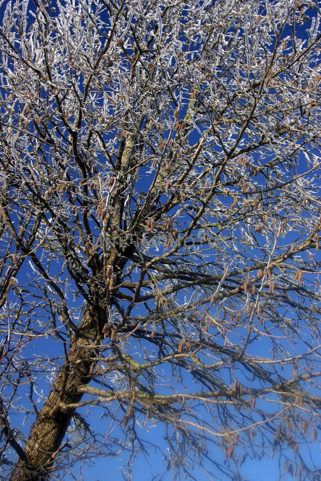 Tree with hoarfrost coating in front of blue sky