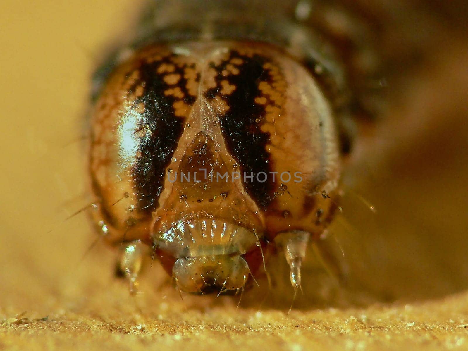 Caterpillar head