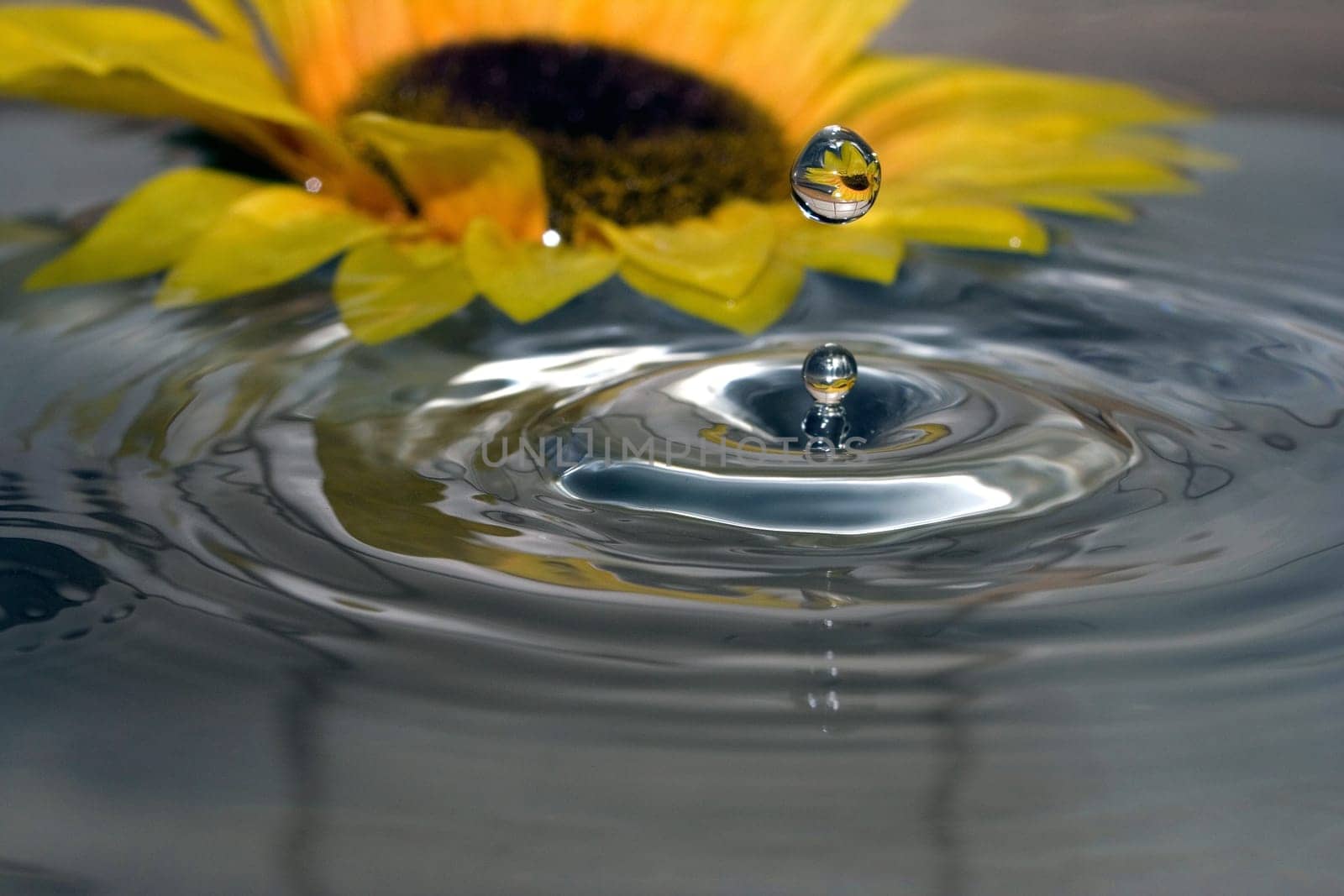 Sunflower Drops