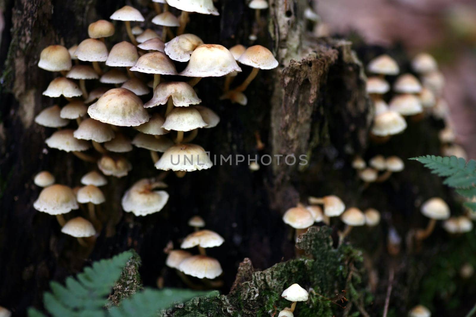 Green-leaved sulfur heads on a tree stump