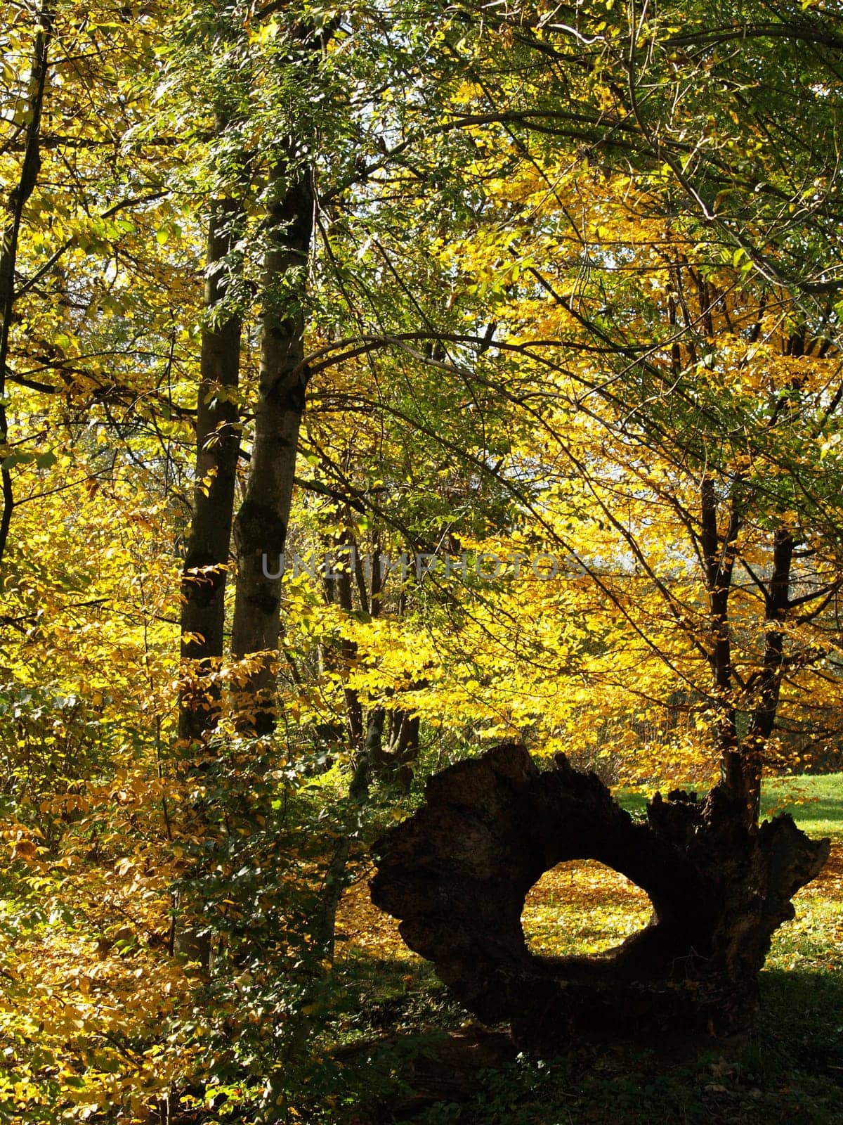 Forest History