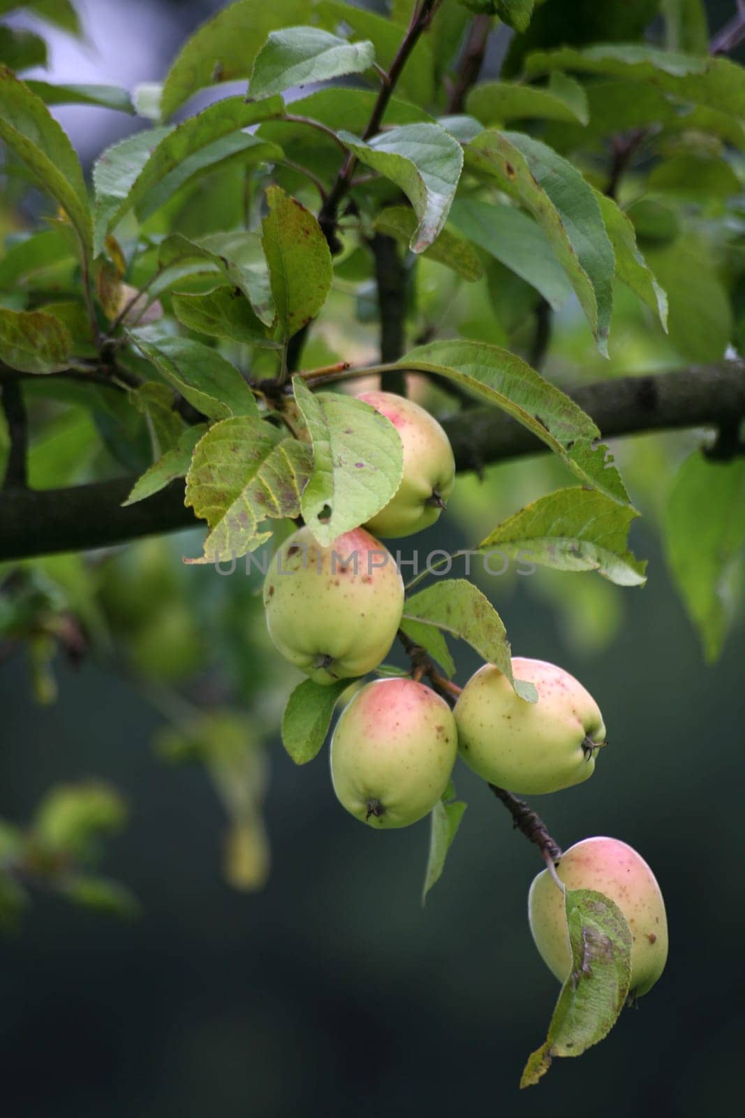 Almost forgotten,but very tasty apple variety