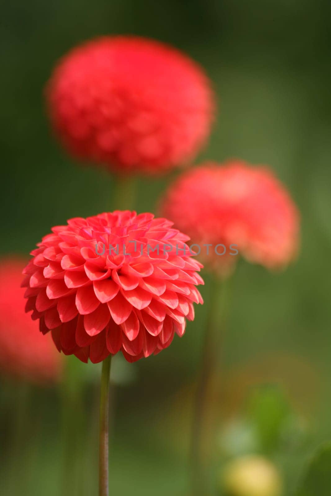 Beautiful red garden flower
